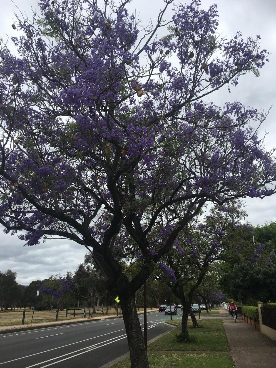 Adelaide Style Accommodation-Getaway In North Adelaide- Close To City Exteriör bild